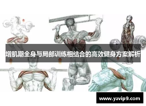 增肌期全身与局部训练相结合的高效健身方案解析